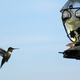 Illustration for article titled Hummingbirds dive to sing with their tails